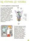 Фото Енциклопедія статевого життя. 10-13 років ДТБ056 6